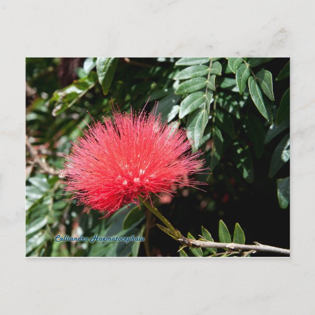 Postal Flor roja - Calliandra (Anverso)
