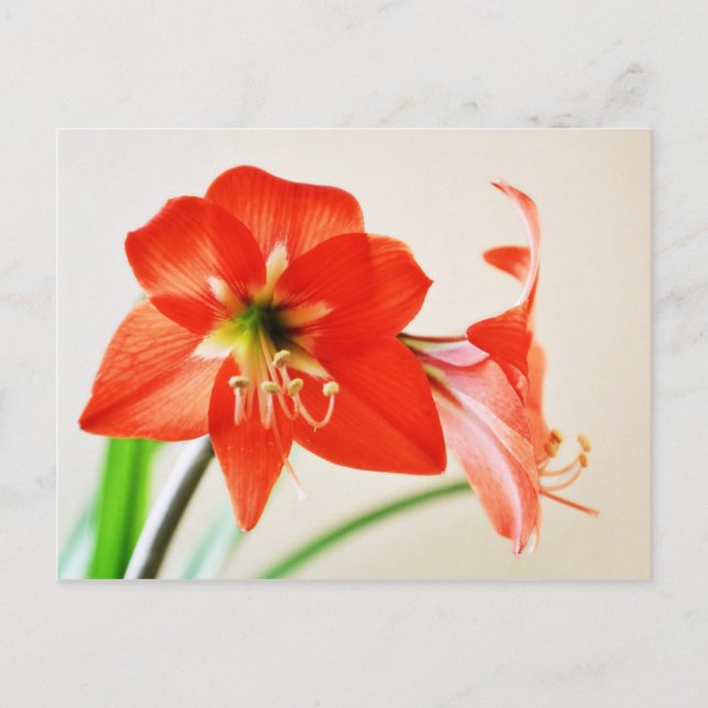 Postal Flor roja de Amaryllis (Anverso)