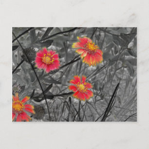 Postal Flor roja dulce