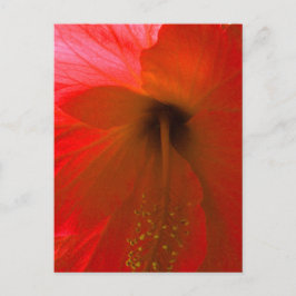 Postal Flor roja hibiscus