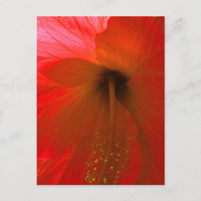 Postal Flor roja hibiscus (Anverso)