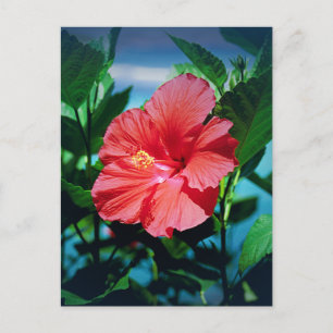 Postal Flor roja hibiscus