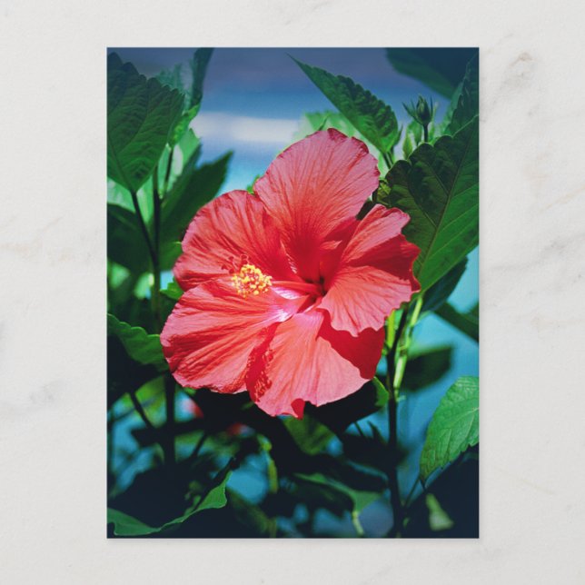 Postal Flor roja hibiscus (Anverso)