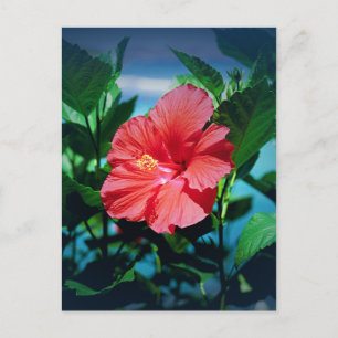 Postal Flor roja hibiscus
