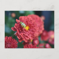Flor Roja Naturaleza Fotografiar escarabajo Bug de