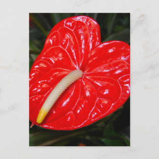 Postal Flor roja tropical