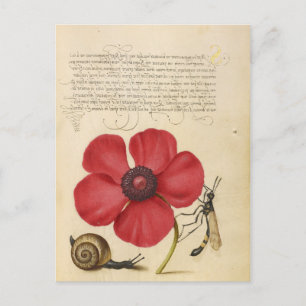 Postal Flor Roja Y Caracol
