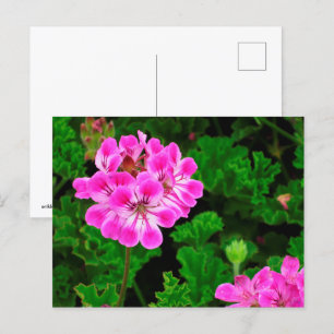 Postal Flor rosa
