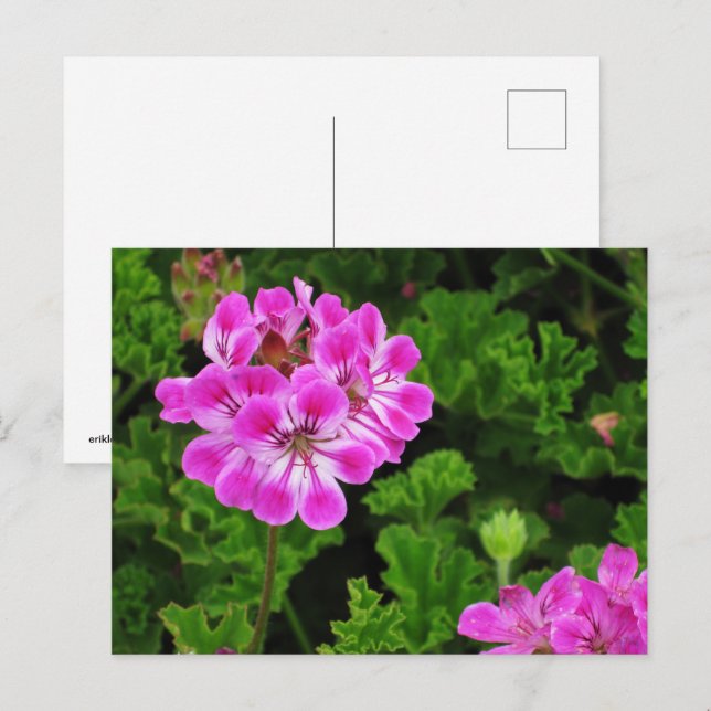Postal Flor rosa (Anverso / Reverso)