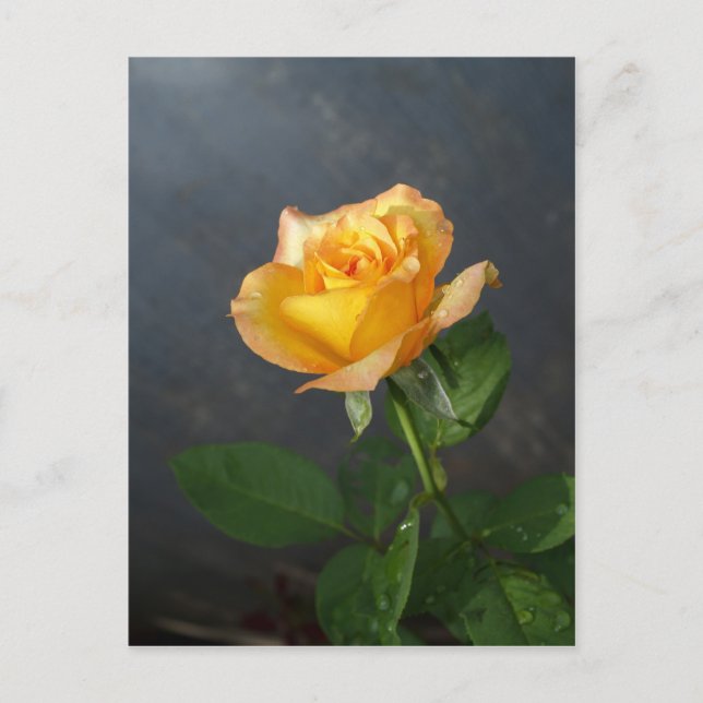 Postal flor rosa (Anverso)