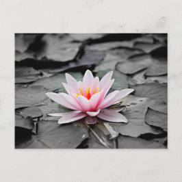 Postal Flor rosa