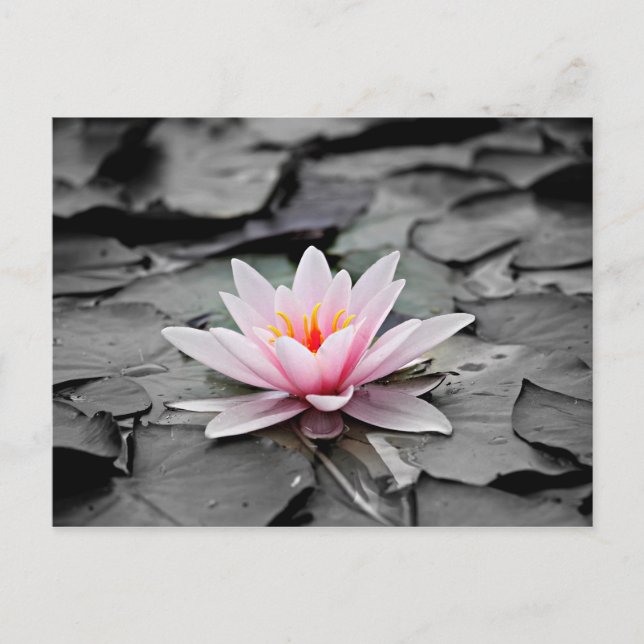 Postal Flor rosa (Anverso)