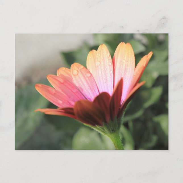 Postal Flor rosa (Anverso)