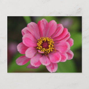 Postal flor rosa