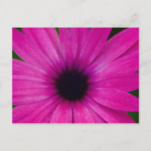 Postal flor rosa