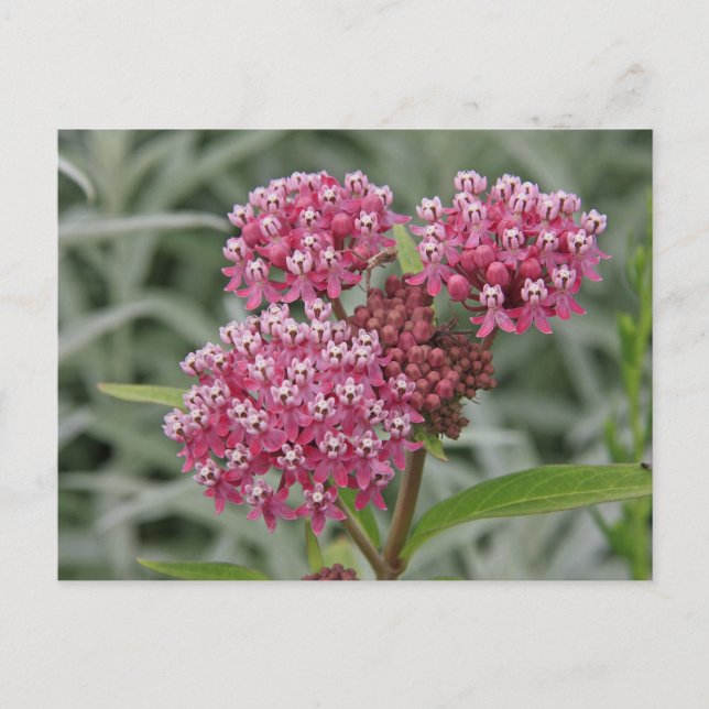 Postal Flor rosa (Anverso)