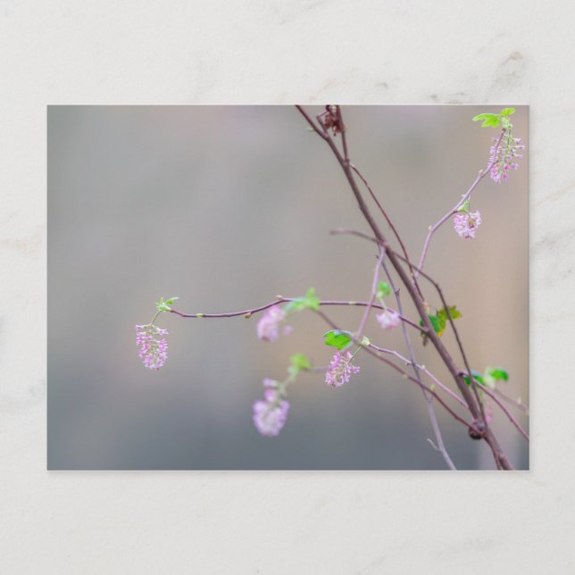 Postal Flor rosa (Anverso)