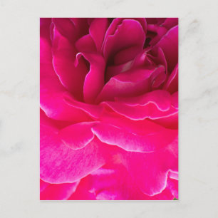 Postal flor Rosa