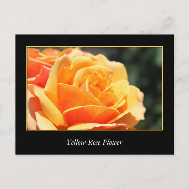 Postal flor rosa amarilla, amor y romance (Anverso)