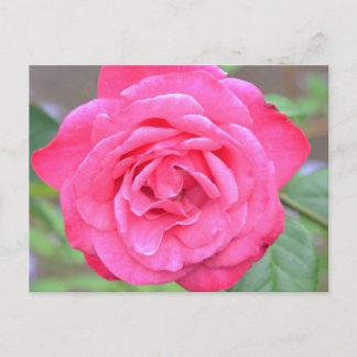 Postal Flor rosa bajo el sol