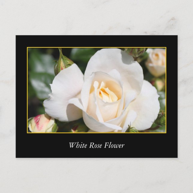 Postal flor rosa blanca, amor y romance (Anverso)