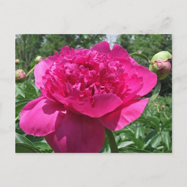 Postal Flor rosa brillante de peones (Anverso)