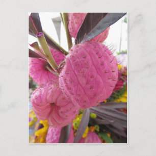 Postal Flor rosa bulbata