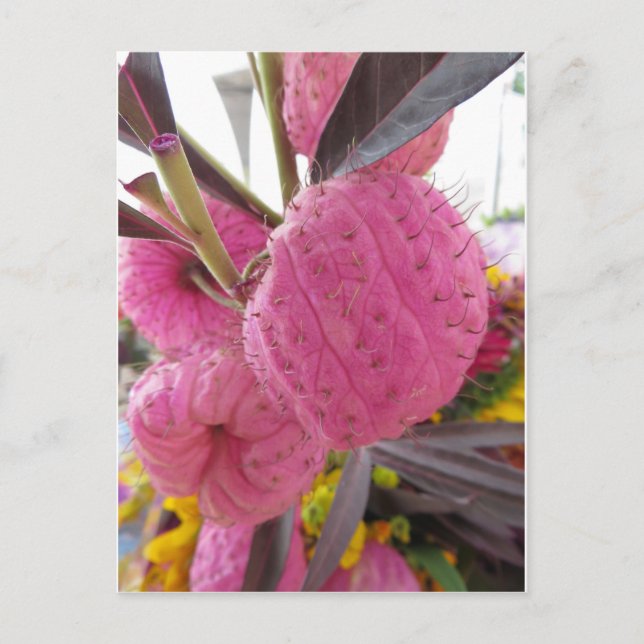 Postal Flor rosa bulbata (Anverso)