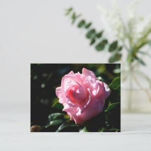 Postal Flor rosa de camellia