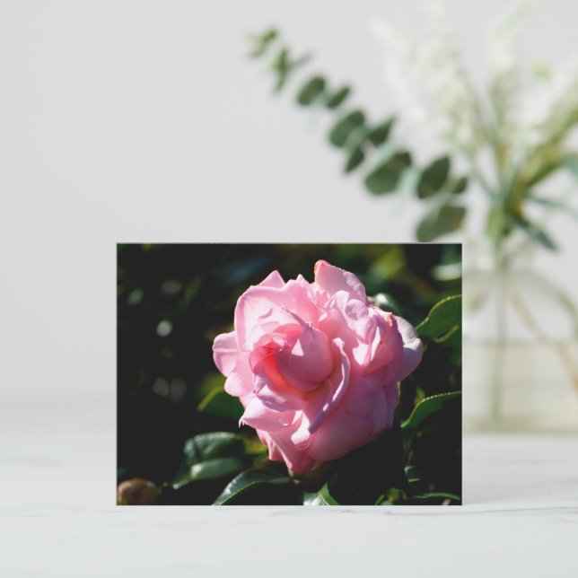 Postal Flor rosa de camellia (Anverso de pie)
