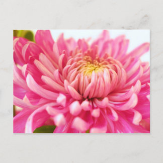 Postal Flor rosa de crisantemo
