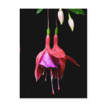 Flor rosa de Fuchsia