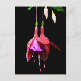 Postal Flor rosa de Fuchsia