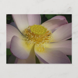 Postal Flor rosa de Lotus I flor de verano