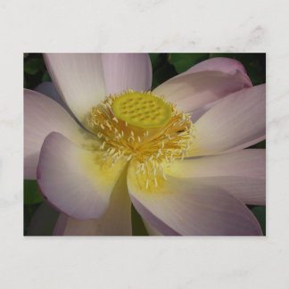 Postal Flor rosa de Lotus I flor de verano
