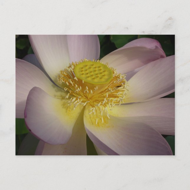 Postal Flor rosa de Lotus I flor de verano (Anverso)
