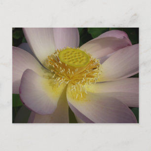 Postal Flor rosa de Lotus I flor de verano