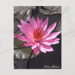 Postal Flor rosa de Lotus, plantas de primavera, naturale