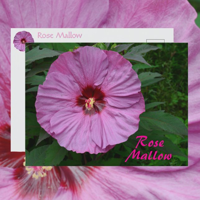 Postal Flor rosa de malva de rosa Flower Fotográfica Botá (Subido por el creador)
