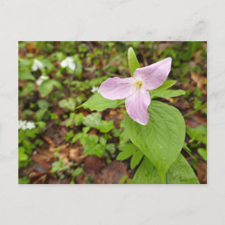 Postal Flor rosa de trillión