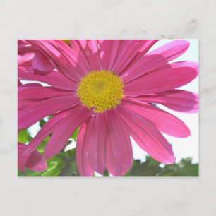 Postal Flor rosa de verano