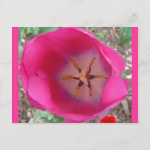 Postal Flor rosa en el jardín
