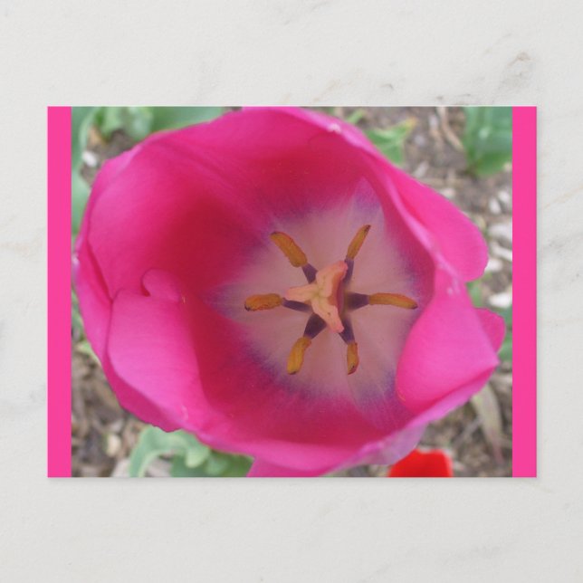 Postal Flor rosa en el jardín (Anverso)