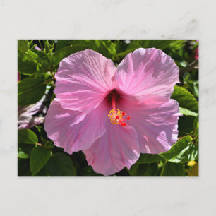 Postal Flor rosa hibiscus