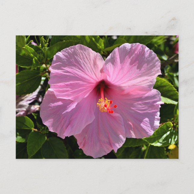 Postal Flor rosa hibiscus (Anverso)