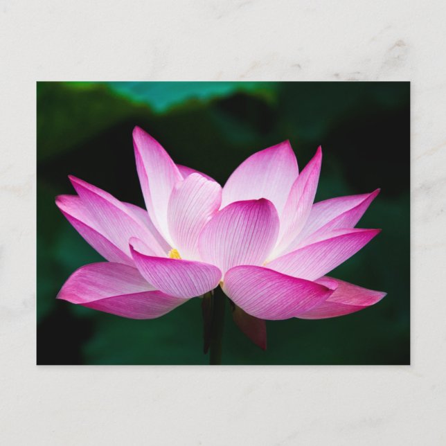 Postal Flor rosa Lotus (Anverso)