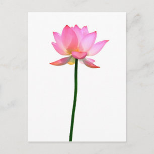 Postal Flor rosa Lotus