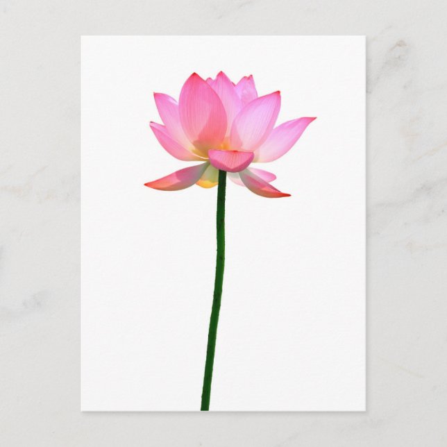 Postal Flor rosa Lotus (Anverso)