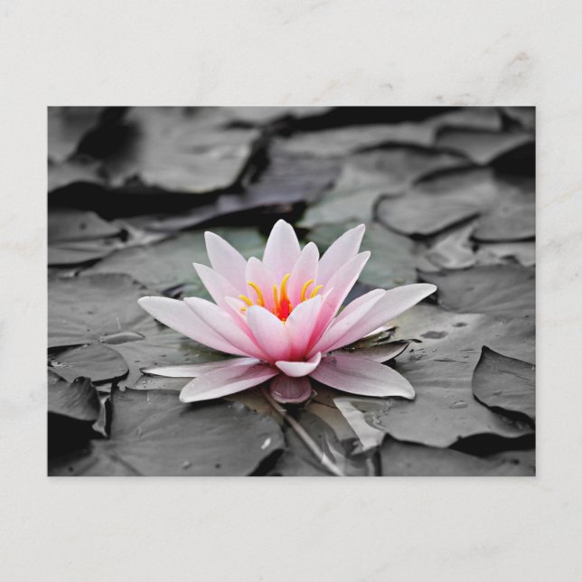 Postal Flor rosa Lotus (Anverso)