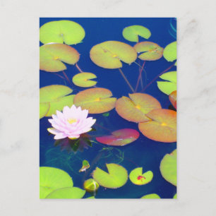 Postal Flor rosa Lotus flotando con almohadillas de lirio